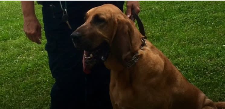 Tennessee Sheriff's Bloodhound Dies Suddenly