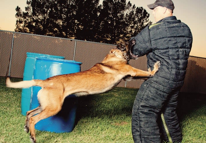 K-9 Training Challenges