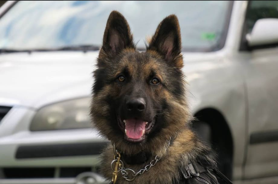 FL Sheriff's K-9 Dies After Medical Procedure
