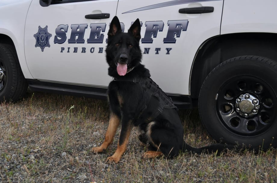 Washington Suspect Expresses "Love and Respect" for K-9 That Took Him Down
