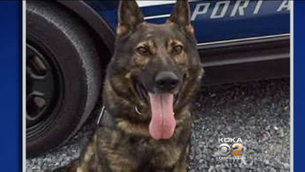 Video: Pennsylvania K-9 Fatally Stabbed, Suspect Shot and Killed