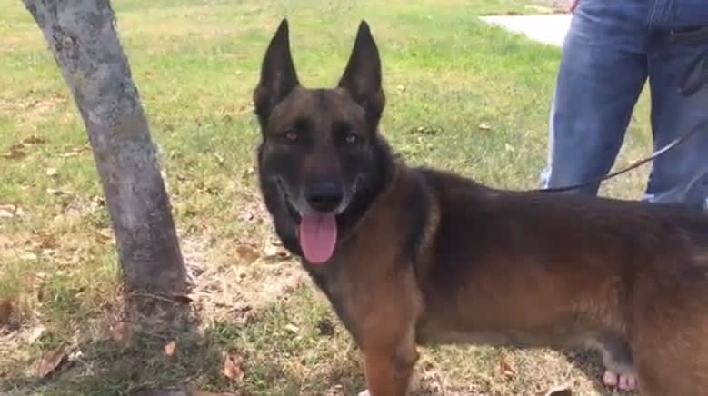 Video: Florida Officer's Retired Police Dog Tangles with Alligator