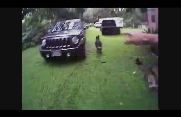 Video: Handler's Body Camera Captures FL Sheriff's K-9 in Full Pursuit
