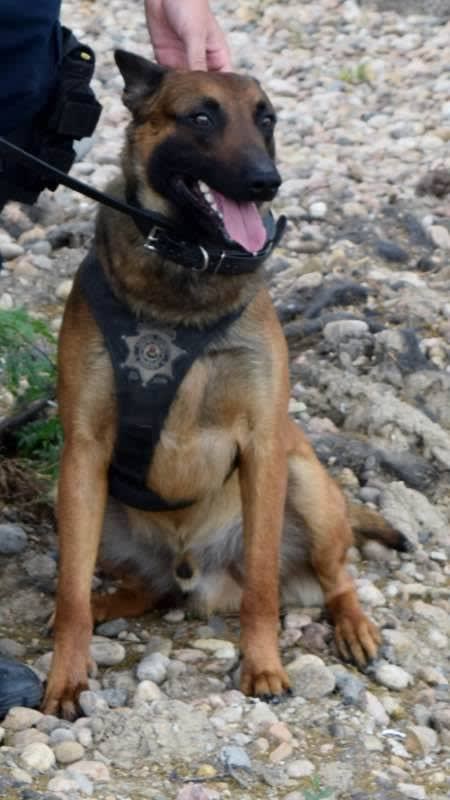 Colorado Sheriff’s K-9 Opens Gate with Paw to Help Handler in Fight