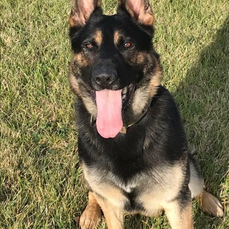 Michigan K-9 Dies after Ingesting a "Foreign Object" Following Training Exercise