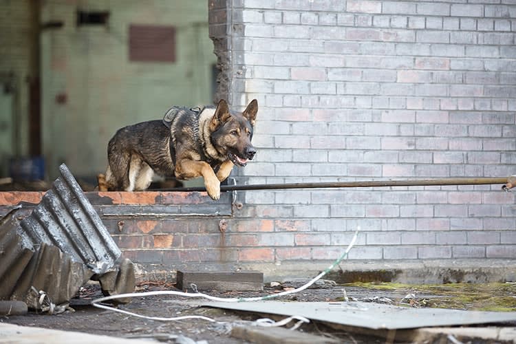 Can We Minimize K-9 Deaths?