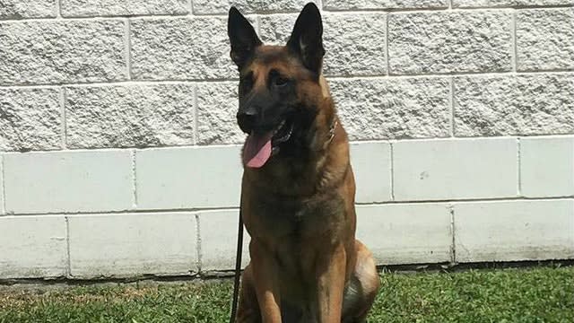 FL K-9 Found Dead After Escaping Handler's Home Kennel