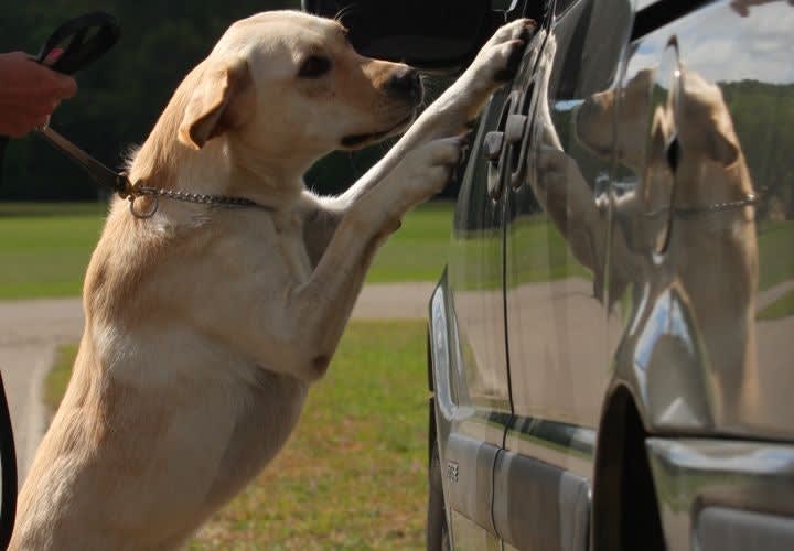 New Ala. Law Criminalizes Attacks On Police Dogs