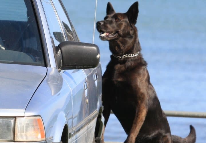 Supreme Court Validates K-9 Search
