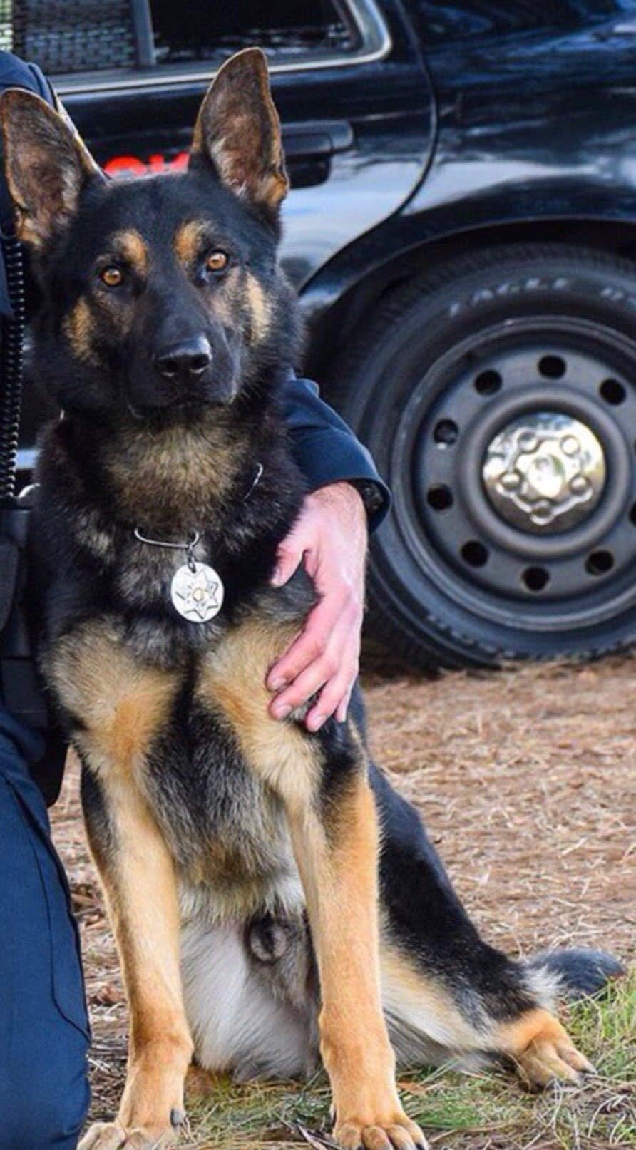 CA K-9 Killed by Stabbing Suspect