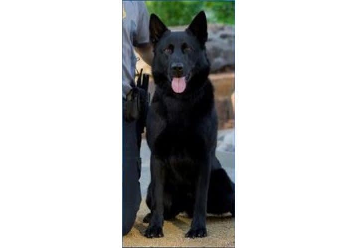 Oklahoma City K-9 Dies from Stab Wounds, Handler Kills Suspect