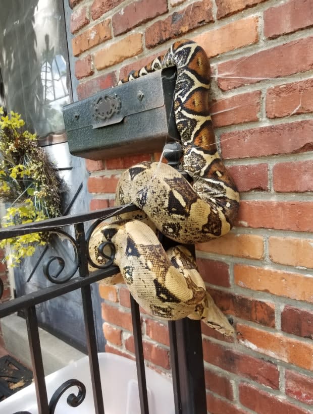Kansas Police Called to Capture Massive Snake Discovered by Postal Worker