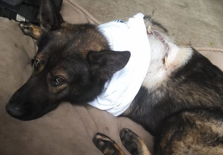 Wash. K-9 Stabbed at Domestic Call