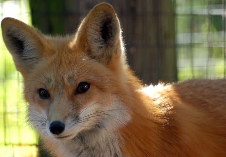 Criminal Cops: Foxes in the Chicken Coop?