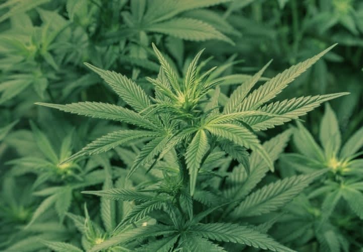 Give Us Your Best 'Cop Slang' for Marijuana
