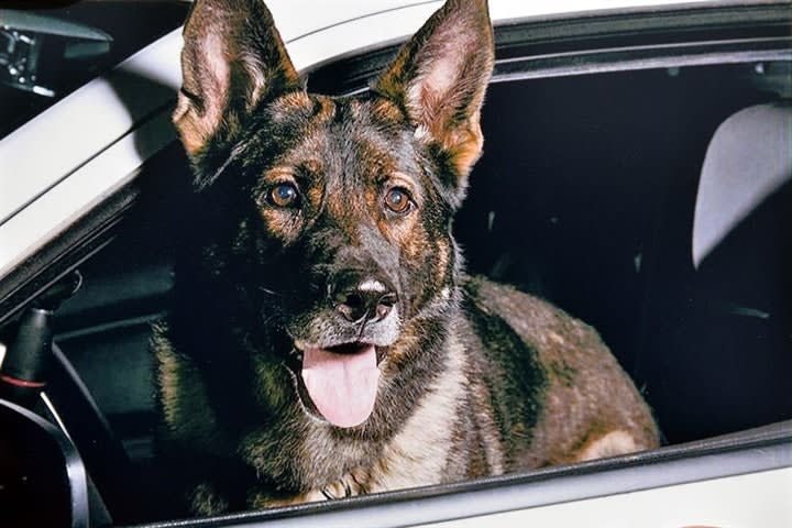 Beloved California K-9 Bruno Dies