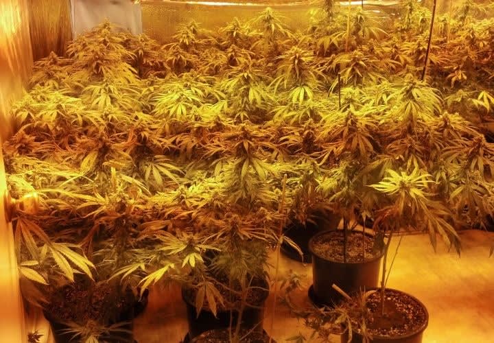 L.A. Sheriff's Detectives Bust $6M Marijuana Grow