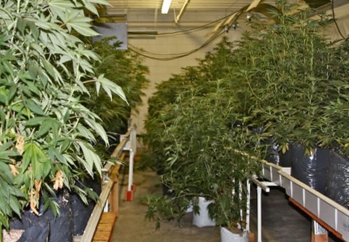 LASD Seizes $10M In Marijuana From Warehouse Grow Operation