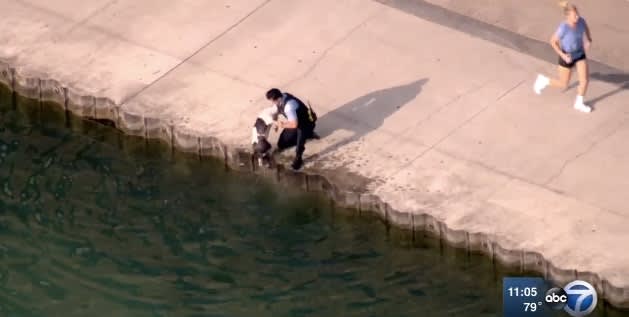 Video: Rookie Chicago Officer Rescues Dog from Lake Michigan