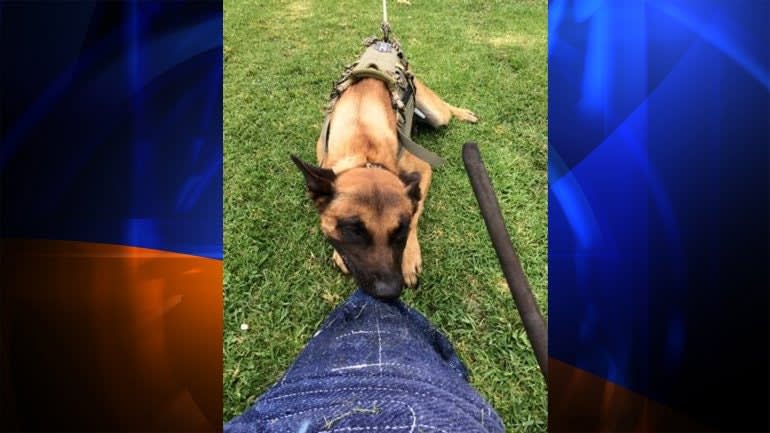 Long Beach, CA, K-9 Killed in Officer-Involved Shooting