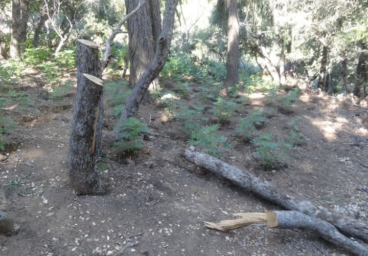 Calif. Sheriff Seizes $200 Million In Pot Plants