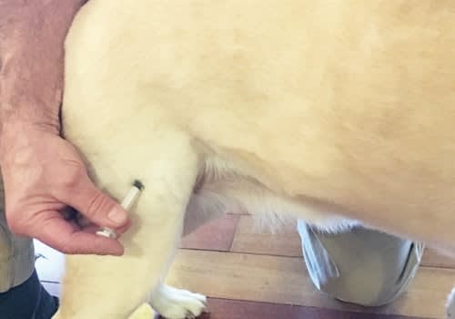 Veterinarians suggest K-9 handlers learn how to do a subcutaneous injection, where to insert a trocar to help relieve bloat, and how to give an intramuscular injection. These techniques don't take long to master and help save a K-9's life. Photo: Robin Zuckerman