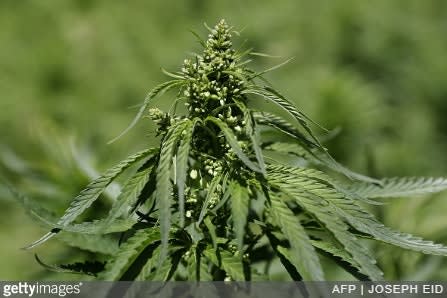 California Police Concerned About Marijuana Deliveries from Nearby Cities