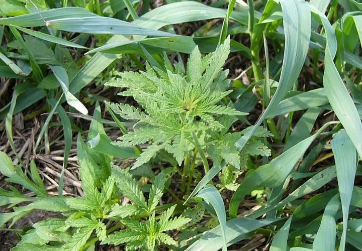 LE Groups Oppose California's Marijuana Legalization Measure