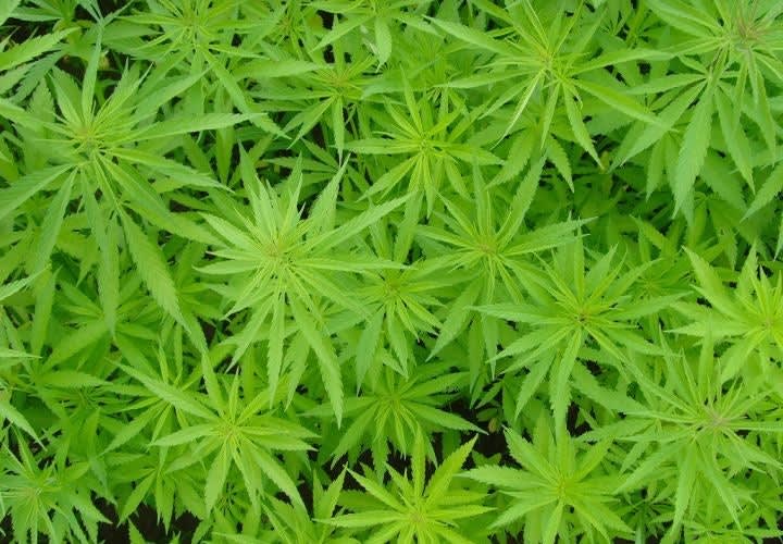 National Black Officers Group Supports Pot Legalization In California