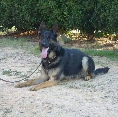 Maryland K-9 Killed in Traffic Accident