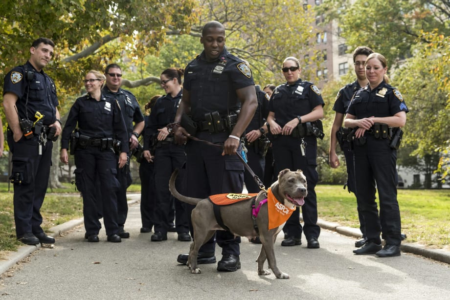 NYPD Officers Take Rescue Dog on Special Patrol