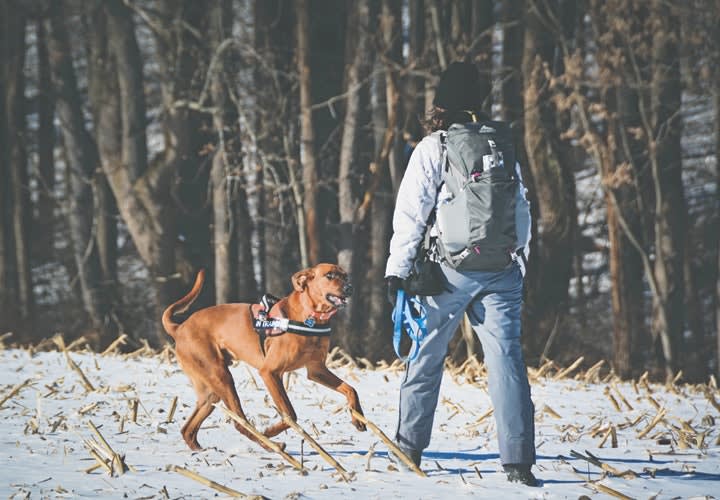 Computerizing K-9 Search-and-Rescue