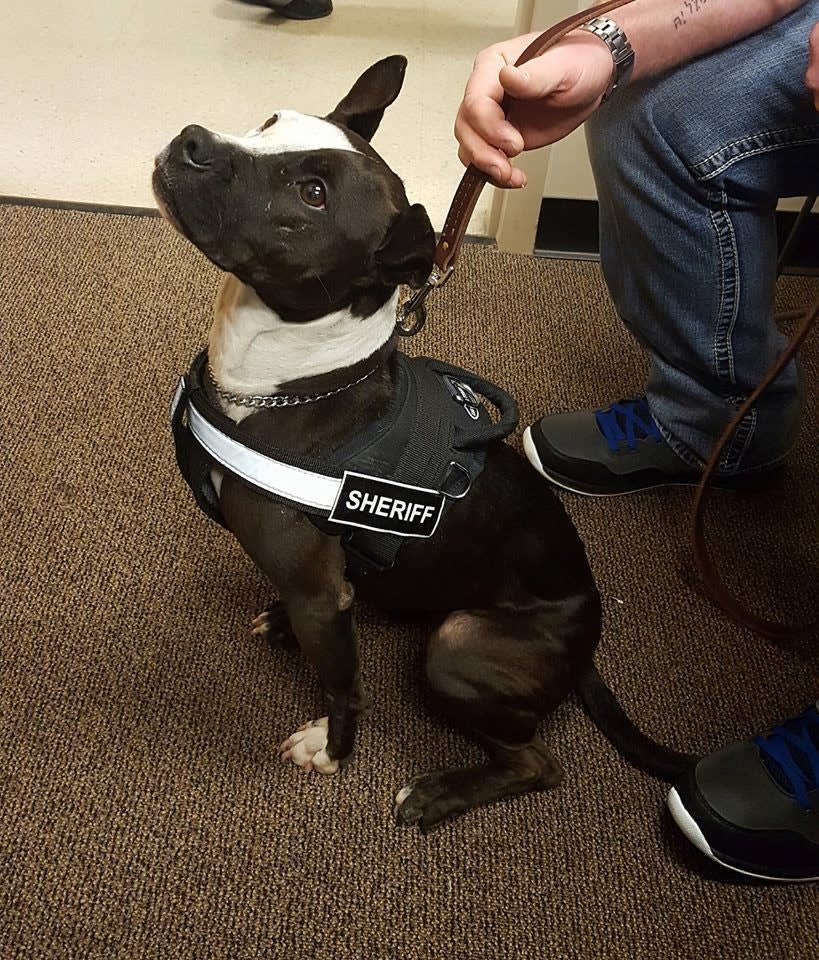 NC Agency's Newest K-9s Are Rescue Pit Bulls
