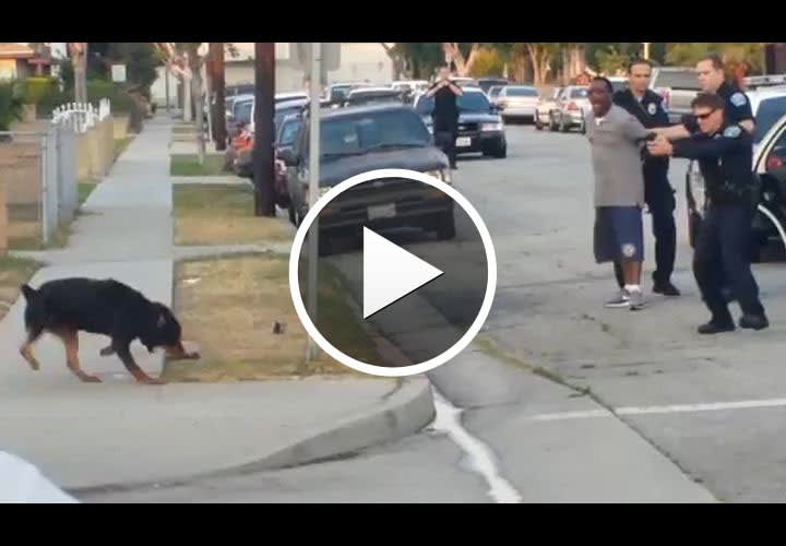 Video: Calif. Officer Shoots Lunging Dog