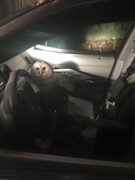 Louisiana Officer Attacked by Owl, Crashes Patrol Car