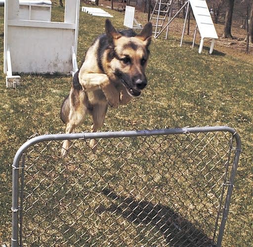 How to...Start a K-9 Unit