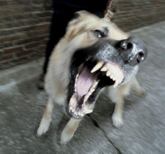 Countering Canine Attacks