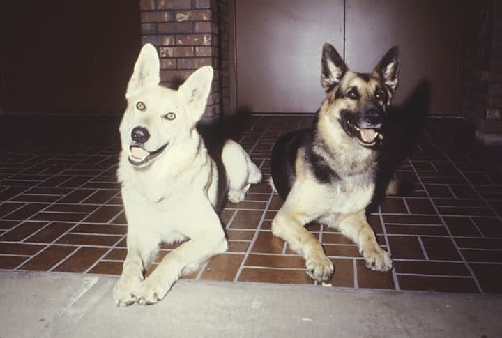 Retiring Your K-9