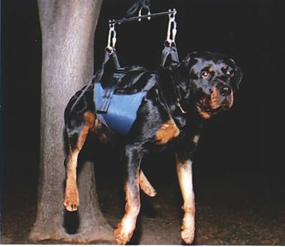 Equipping Your K-9