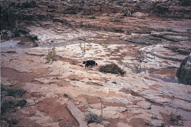 Death’s Dogs:  Cadaver Search Canines