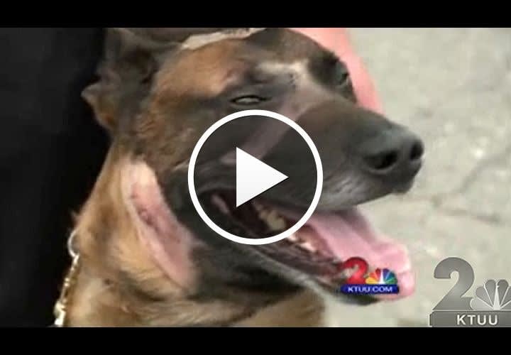 Video: Anchorage PD K-9 Recovering from Stabbing