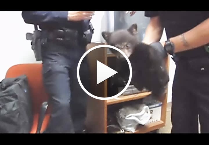 Video: Oregon Officers Baby-Sit Bear Cub