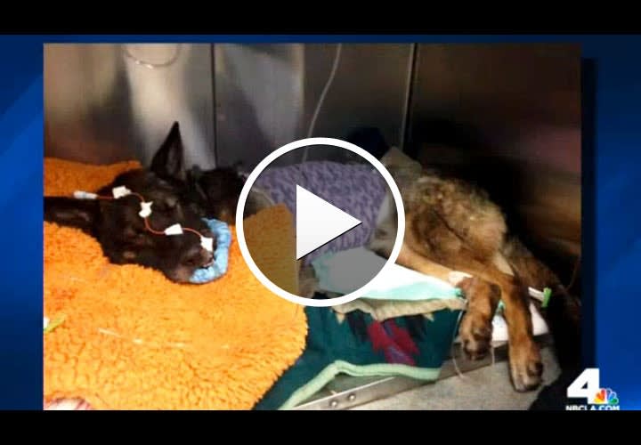 Video: Calif. K-9 Recovering from Head Shot