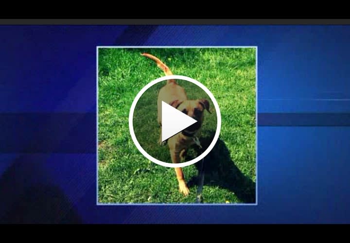 Video: Illinois Officer Fired for Shooting Little Girl's Dog