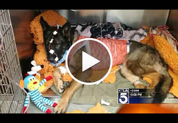 Video: Critically Wounded Calif. K-9 Expected to Survive