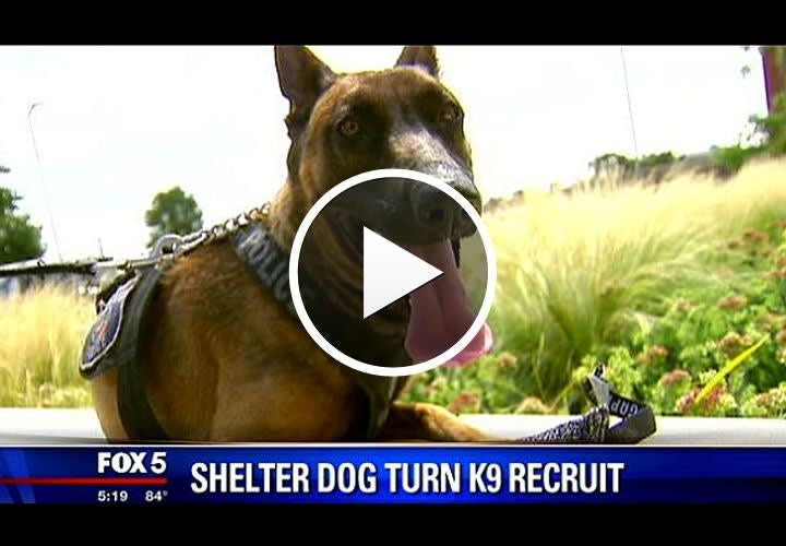 Video: Former Shelter Dog Joins Va. Police K-9 Unit