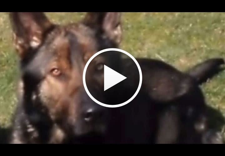 Video: Portland K-9 Slain Saving Shot Handler