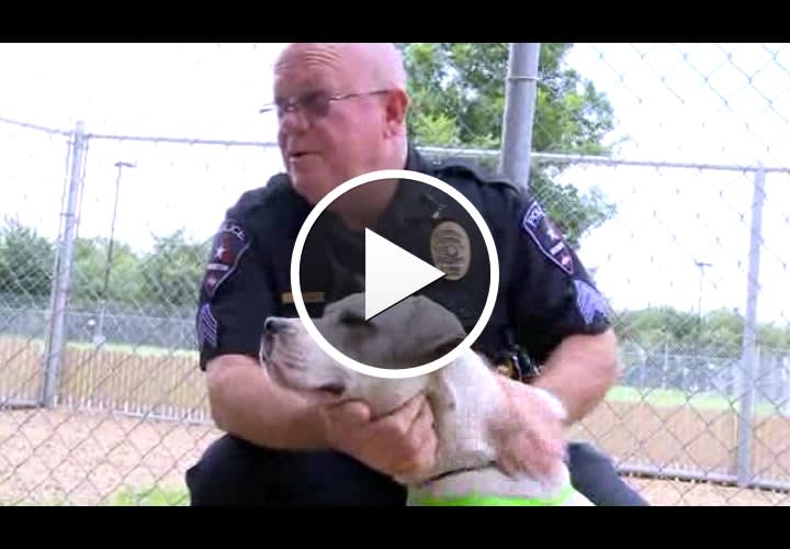 Video: Texas Officers Rescue Lost Pit Bull