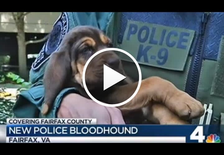 Video: Bloodhound Puppy Joins Virginia Police Department