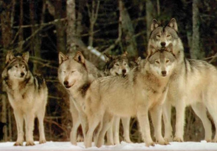 The Wolf Pack Mentality